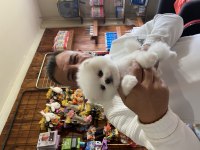 En zarif haliyle pomeranian boo bebekler