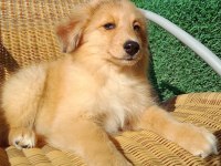 Şekeristan'lı 3 aylık bebek border collie