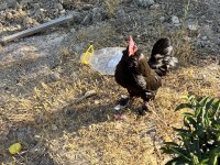 1 Adet ispenç 1 adet cüce tavuk
