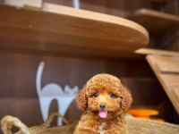 Toy poodle bebeklerimiz