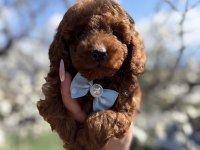 Korekan Toy Poodle Safkan Yavrular