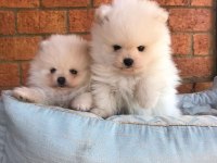 TEDDY BEAR POMERANİAN YAVRULARI