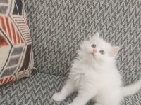 2 aylık british longhair beyaz yavrularımız