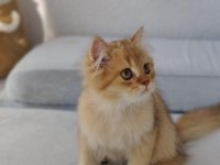 LEO BRİTİSH LONGHAİR