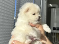 Pomeranian boo orjinal