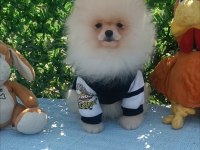 Orijinal pomeranian Boo