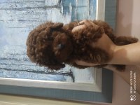 ANKARANIN EN KÜÇÜK POODLE KORELERİ