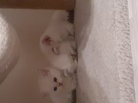 A kalite şampiyon dedenin british longhair torunları