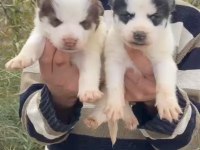 Husky ırkının en iyilerinden yavrular