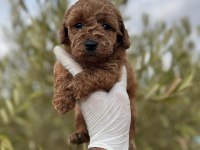Üst Kalite Dişi Erkek Toy Poodle Yavrular