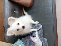 Pomeranian kimliği var doğum tarihi 10/07/2024