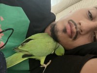 1 çift pakistan papağanı