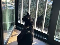 KEDİMİZ LEYLA ÇOK SAKİN