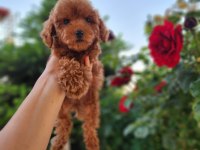 Toypoodle Yavrularımız