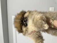Pomeranian boo orjinal