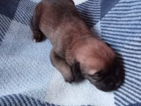 Anne Tiger Baba Siyah 7 Adet Yavru Cane Corso