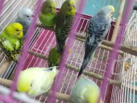 YAVRU MUHABBET KUŞLARIMIZ VE TÜM KUŞ URUNLERI KAFESLER VB
