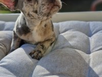 French Bulldog Lilac Merle Erkek