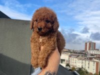 Safkan Red Toy Poodle Yavrumuz