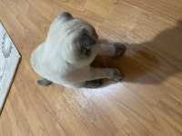 Scottish fold blue point