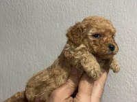 Safkan Dünya Tatlısı Maltipoo Yavrular