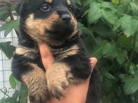 Koca kafa macar rottweiler