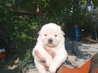Chow chow bebeklerimiz