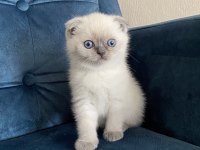 Şeker gibi top kafa scottish fold yavrumuz