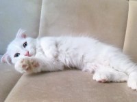 AİLENİZİN YENİ ÜYESİ VAN KEDİ YAVRULARI