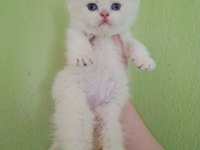 British Shorthair Yavrusu