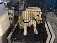 Depremzede Golden Retriever
