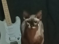 Bastet kızım için uygun bir damat adayı