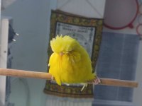 Şov jumbo takım olarak muhabbet kuşu