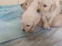 Safkan English Creamy Golden Retriever