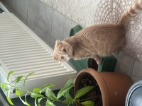 Ücretsiz sahiplendirilecek scottish fold