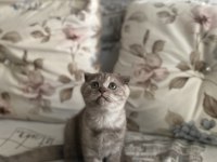 2 buçuk aylık dişi scottish fold
