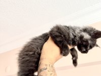 Safkan Black Smoke Blue Smoke Black Red Solid Maine Coon
