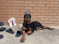 BİG DOBERMAN