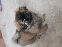 Pekinez cins köpekler acil yuva aranıyor