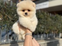 Ayı Surat Pomeranian Boo Yavrularımız