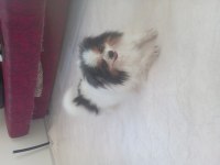 Mama parasına damızlık pomeranian