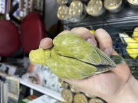 Ev üretimi 30 günlük sevda papağanları