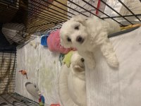 Maltese terrier 52 günlük yavru
