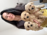 Maltipoo Ev Üretimi Ped Eğitimli Yavruların Sizi
