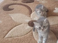 Minik kedilerim