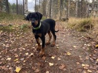 FİNO AVCISI DOBERMAN