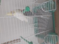 Sultan Papağanı Çift Veya Tek Satılır