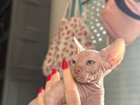 YAKIŞIKLI SFENKS OĞLUMU SAHİPLENDİRİYORUM