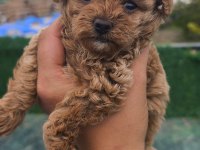 Küçük toy poodle