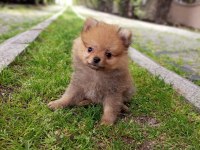 TEACUP POMERANİAN